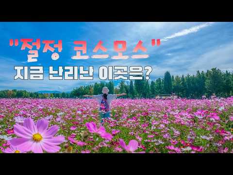 고령 다산은행나무숲 🌸 코스모스 지금 난리났습니다! 실시간 만개 (10.03) ㅣ주차정보