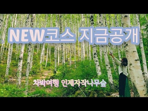 차박캠핑여행 인제자작나무숲 새로운 코스공개