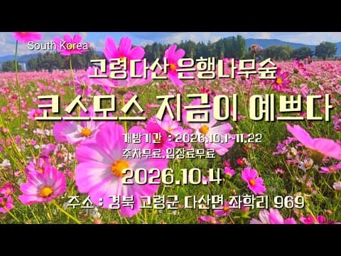 @고령다산 은행나무숲 코스모스 .2026.10.4  개방기간 : 2026.10.1~11.22