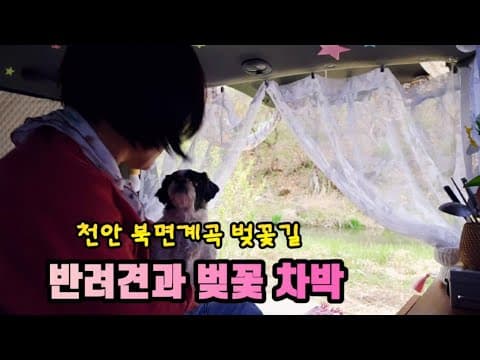 만개한 천안 북면계곡 벚꽃길에 반하다/반려견과 벚꽃 차박
