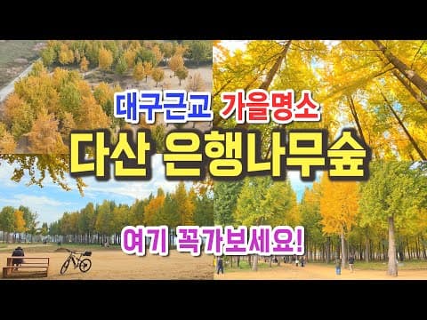 놓치면 후회할 대구근교 은행나무명소, 지금부터 절정 꼭 가보세요,경북 고령 다산은행나무숲, 11월 가볼만한곳, 대구근교 가을여행지, 대구근교 가볼만한곳