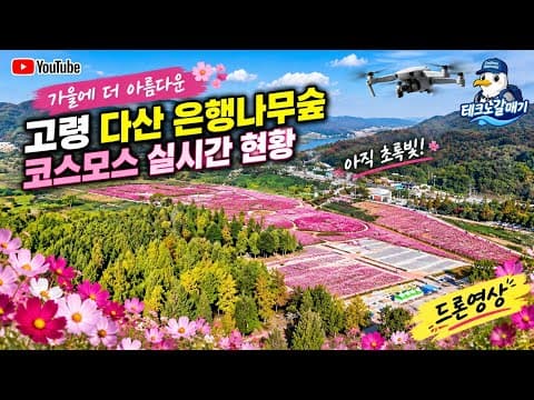 ​[4K] 2026 가을 고령 다산 은행나무숲 실시간 현황 🌸 아직 초록빛? 은행나무 대신 코스모스 만개!#고령여행#캠핑#단풍#드라이브#대구근교여행#은행나무#코스모스#낙동강#팔공산