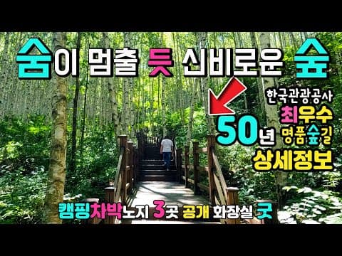 인제 자작나무숲 최우수 숲길 코스 별 상세 정보, 노지캠핑 차박지 3곳