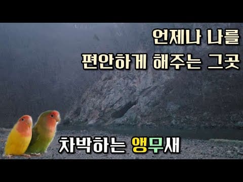 [앵캠핑] Ep 51. 앵무순이 캠핑 | 우중 힐링 | 노지 차박 | 우중 차박 | 시티밴 캠핑카 | 까치내 유원지 | 충남 청양